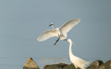 Majestic Great Egret Soaring with Grace