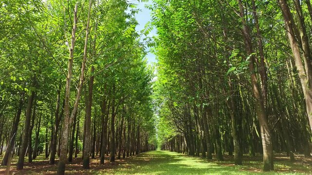 Plantation Australia Argan trees nature green Australia wood woodlands