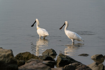 Black-faced Spoonbills Wading in Shallow Water