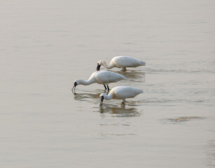 Trio of Black-faced Spoonbills Foraging in Shallow Water