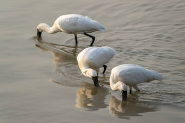 Trio of Black-faced Spoonbills Foraging in Shallow Water