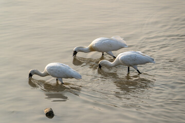 Trio of Black-faced Spoonbills Foraging in Shallow Water