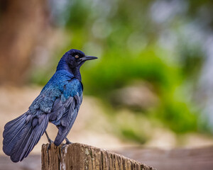 A Boat-tailed grackle is perched on a wooden post