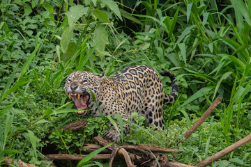 Angry Jaguar cub