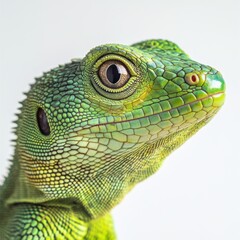 Fototapeta premium Green lizard portrait, studio shot, reptile close-up, white background, wildlife photography, nature