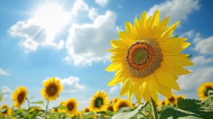 Obraz premium Large Vibrant Yellow Sunflower Bloom Standing Out in a Sunlit Field Under Blue Sky