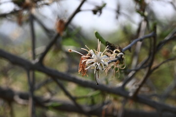 Alangium salvifolium or sage leaved alangium tree flowers. It is is a flowering plant in the&nbsp;Cornaceae&nbsp;family. Wild white flower in nature background.