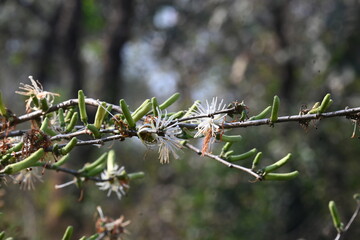 Alangium salvifolium or sage leaved alangium tree flowers. It is is a flowering plant in the Cornaceae family. Wild white flower in nature background.