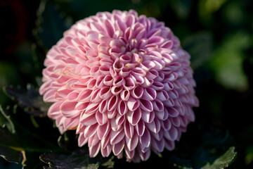 Close-up Pink Pompon Chrysanthemum flower blooming in the garden, beautiful pompon flower.