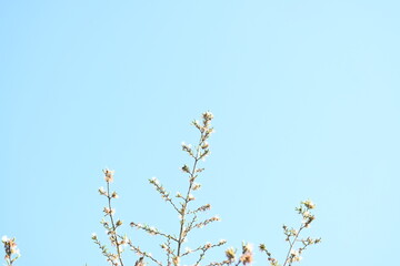 Alangium salvifolium or sage leaved alangium tree flowers. It is is a flowering plant in the Cornaceae family. Wild white flower in nature background.