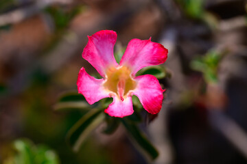 Naklejka premium Close up Adenium obesum flowers or Desert rose in full bloom bright and freshness.