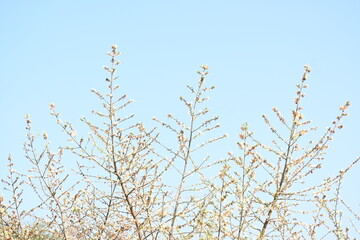 Alangium salvifolium or sage leaved alangium tree flowers. It is is a flowering plant in the&nbsp;Cornaceae&nbsp;family. Wild white flower in nature background.