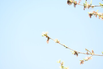 Alangium salvifolium or sage leaved alangium tree flowers. It is is a flowering plant in the Cornaceae family. Wild white flower in nature background.