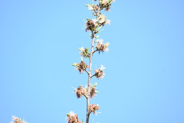 Alangium salvifolium or sage leaved alangium tree flowers. It is is a flowering plant in the Cornaceae family. Wild white flower in nature background.