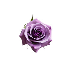 A beautiful, fully bloomed purple rose with delicate, velvety petals spiraling towards the center.