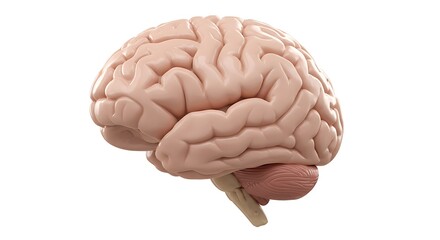 Realistic Human Brain Anatomical Illustration on White Background for Medical Education