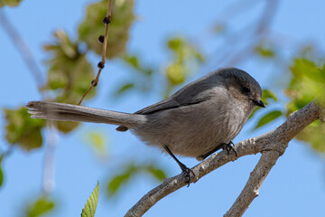 gray bird perched in a tree