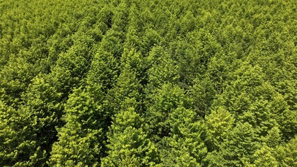 Plantation Australia Argan trees nature green Australia wood woodlands