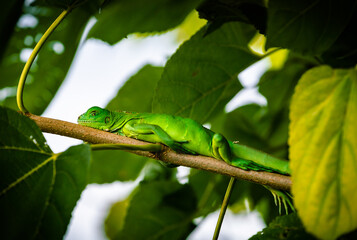 lindo lagarto verde que mora na árvore do quintal