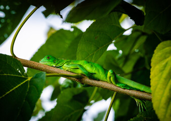 lindo lagarto verde que mora na árvore do quintal