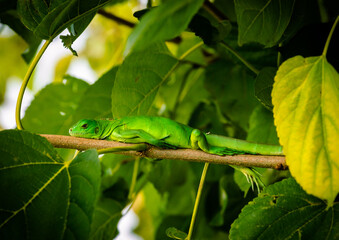 lindo lagarto verde que mora na árvore do quintal
