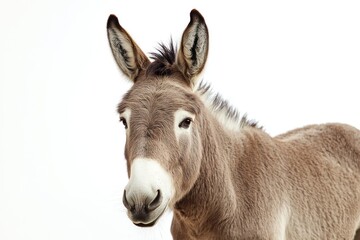 Donkey portrait, farm animal, white background, cute expression, animal photography