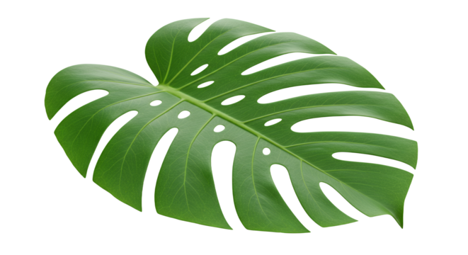 Isolated Monstera Leaf Close-Up with Distinctive Holes and Green Color