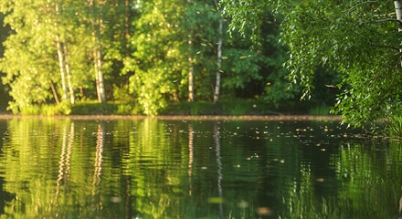 Fototapeta premium Sunlit Birch Forest Reflected in Calm Lake