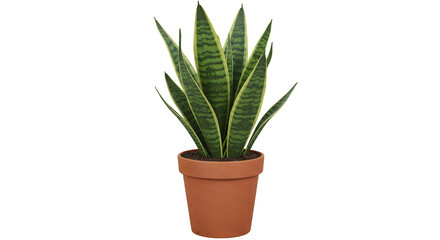 Fototapeta premium Snake Plant in Pot Indoor Houseplant for Home Decor and Air Purification