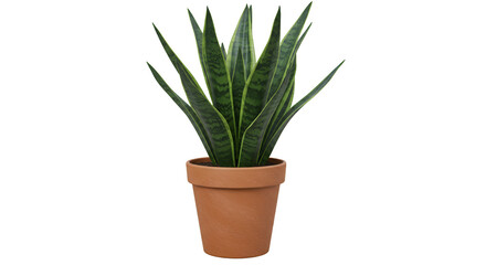 Potted Snake Plant Indoor Decorative Element for Natural Home Decor