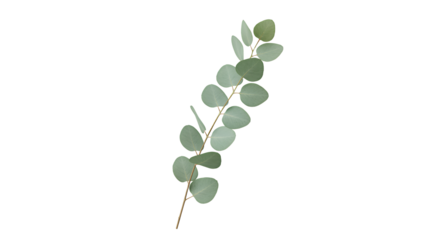 Eucalyptus Sprig Isolated on Transparent Background with Pale Green Leaves