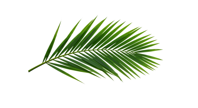 Isolated Green Palm Leaf Branch on Transparent Background for Tropical Decor