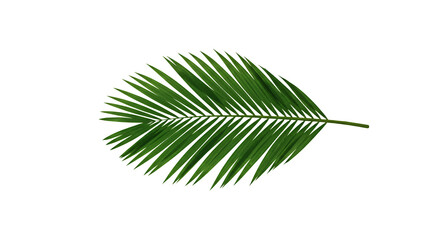 Obraz premium Isolated Palm Leaf Close-Up for Tropical Decor and Summer Designs