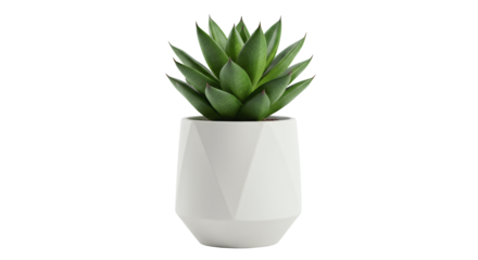 Potted Sansevieria Plant in Modern Transparent Pot on Transparent Background
