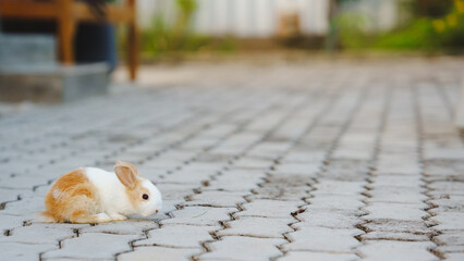 Rabbit innocent curious concept. A small rabbit resting on a textured surface in a serene outdoor...