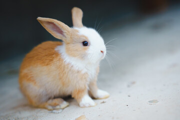 Rabbit innocent curious concept. A cute rabbit with a mix of brown and white fur sits on a surface, looking curiously ahead.