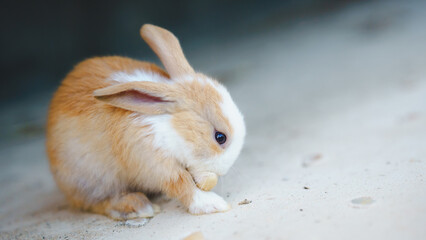 Rabbit innocent curious concept. A small brown and white rabbit sitting on a surface, looking down curiously.