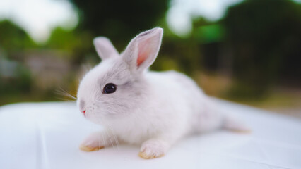 Rabbit innocent curious concept. A cute bunny lying down, showcasing its adorable features and soft fur in a natural setting.
