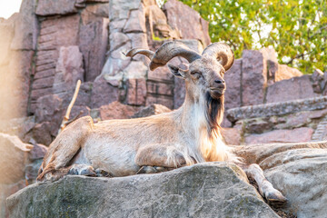 Close-up portrait of Markhor, Capra falconeri, wild goat native to Central Asia, Karakoram and the...