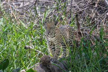 Jaguar and cub - river overlook