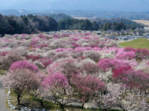 Pink flowering trees across a spring orchard with hills beyond