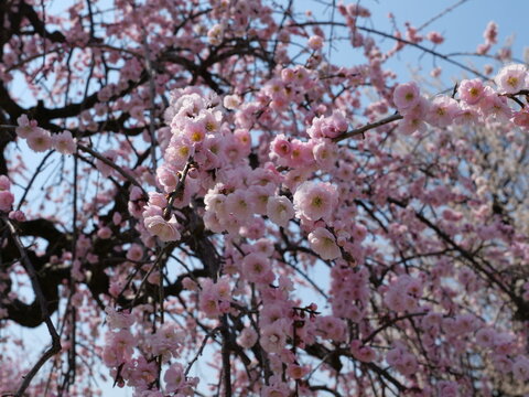 Pink plum blossoms flowering on a tree in spring