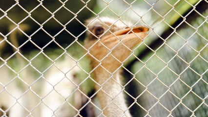 An ostrich peeks through a wire fence, displaying its distinctive features in a blurred background.