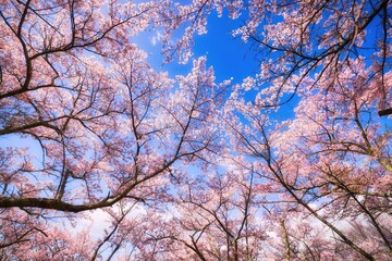 長野県安曇野市の光城山の桜
