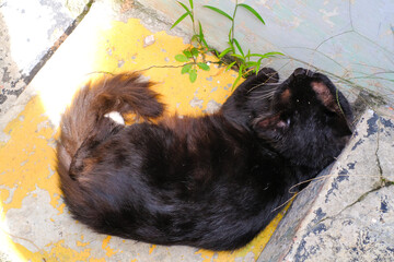 Black Cat resting on the stairs. A black fluffy kitten sleeping in the morning. Animal Behavior. Cute and lovely Pets. Negative Space. Stray Domestic Cats.