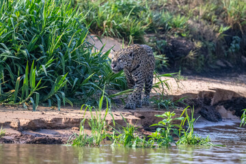 Jaguar on a riverbank