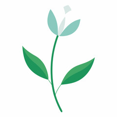 Green plant isolated on white background