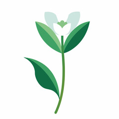 Green plant isolated on white background