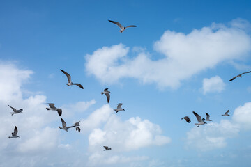 Fototapeta premium birds in flight in Miami Beach, Florida