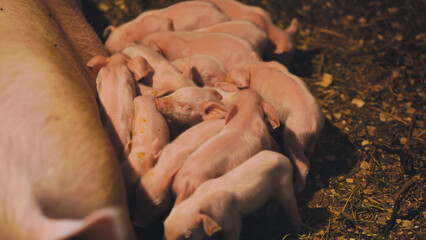 Nursing piglets clinging to mother sow, feeding within wooden fenced farrowing pen on traditional countryside farm © Довидович Михаил